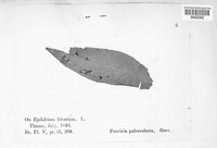 Puccinia pulverulenta image